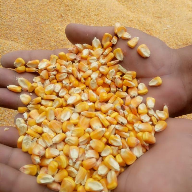 Желтая кукуруза 2-ой сорт  купить оптом - компания Phapale Agro Private Limited | Индия