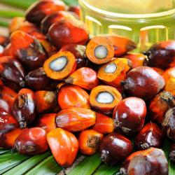 Рафинированное пальмовое масло 