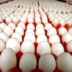 Инкубационные яйца бройлера купить оптом