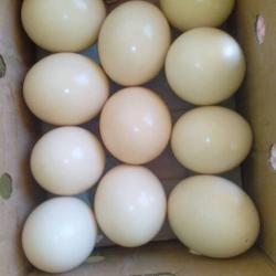 Инкубационные яйца страуса