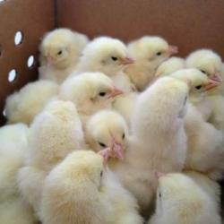 One Day Old Broiler Chicks 