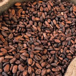 Сушеные какао-бобы  купить оптом
