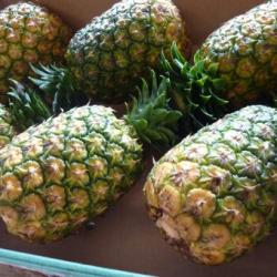 Pineapples buy on the wholesale