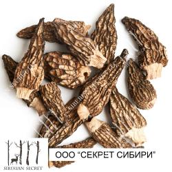 Conical Morel Mushrooms buy on the wholesale