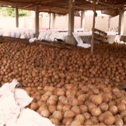 Coconuts  buy on the wholesale