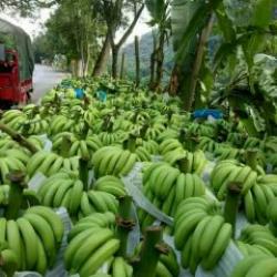 Bananas buy on the wholesale