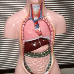 Анатомические модели тела человека купить оптом
