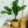 Горшки для комнатных растений купить оптом - компания HANG XANH CO.,LTD | Вьетнам