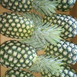 Pineapples   buy on the wholesale