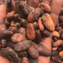 Какао-бобы купить оптом