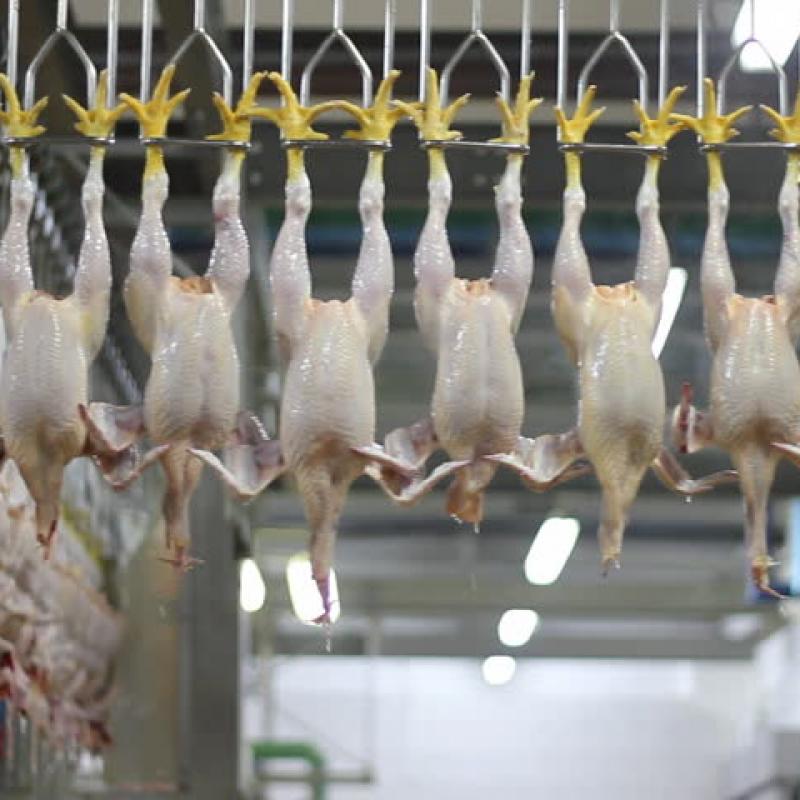 Замороженное халяльное мясо курицы купить оптом - компания Glb. Exp. | Канада