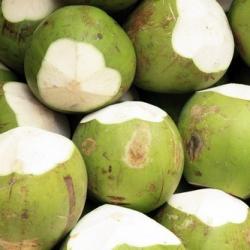 Свежие зеленые кокосы купить оптом