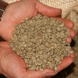 Индонезийский кофе Арабика Ява в зернах купить оптом