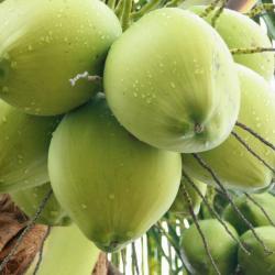 Зеленые кокосы / полуочищенные кокосы купить оптом