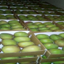 Свежие манго (Кент, Кейт, Яблоко, Лонг Манго / Нгове)