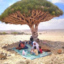 Смола Кровь дракона (остров Сокотра, Йемен) купить оптом