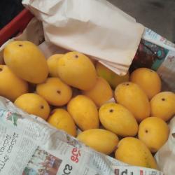 Свежий манго купить оптом