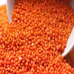 Red Lentils buy on the wholesale