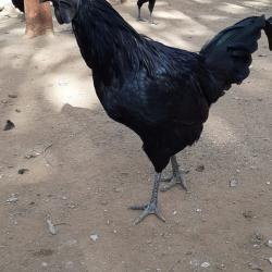 Индийская черная курица Кадакнатх 