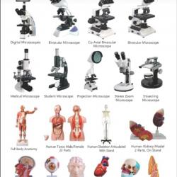 Анатомические модели человека