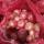 Красный репчатый лук (Нашик) купить оптом - компания Oneiric Exim Pvt Ltd | Индия
