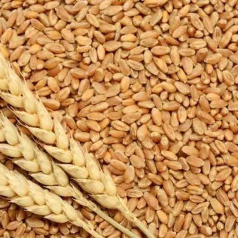Пшеница купить оптом - компания Sunjulius Global ICT AND AGRICULTURAL PRODUCTS NIGERIA LIMITED | Нигерия