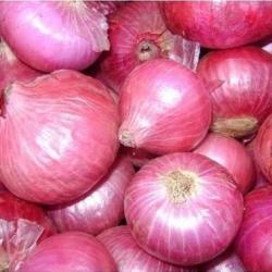 Pink Onion  buy on the wholesale