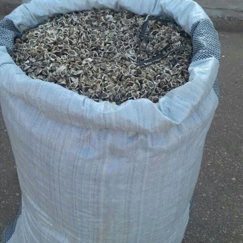 Семена моринги купить оптом - компания Moringa City | Гана