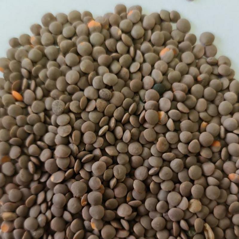 Red Lentils buy wholesale - company ESSA GROUP | Kazakhstan
