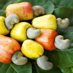 Premium Cashew Nuts buy on the wholesale