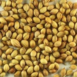 Coriander Seeds buy on the wholesale