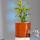 Natural Clay Self-Watering Planter buy wholesale - company The Handmade India Online Stores | India