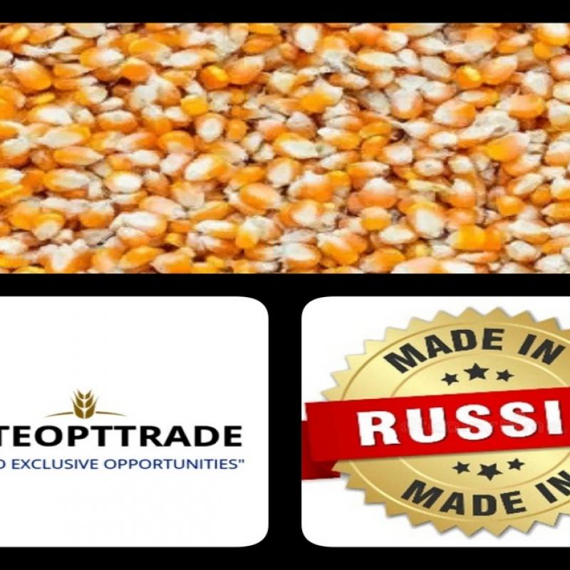 Кукуруза фуражная/Экспорт/Внутренний рынок buy wholesale - company ELITEOPTTRADE LLC | Russia