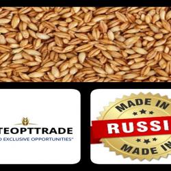 Ячмень Фуражный/Экспорт/Внутренний рынок buy on the wholesale