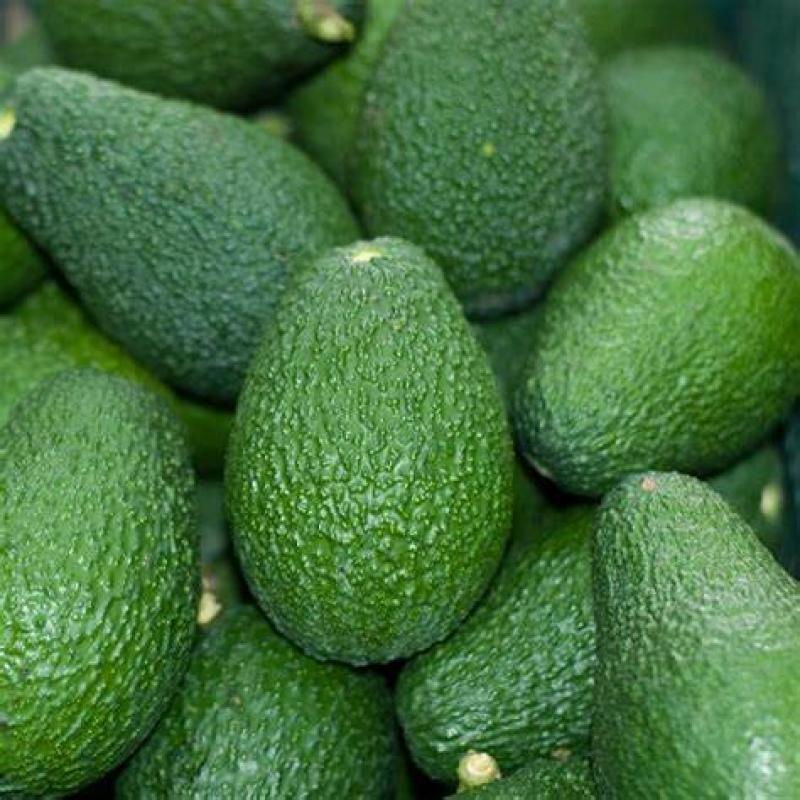 Hass Avocado buy wholesale - company MASKASIT LIMITED | Kenya