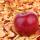 Dried Apples buy wholesale - company ООО «Исфарафуд» | Tajikistan