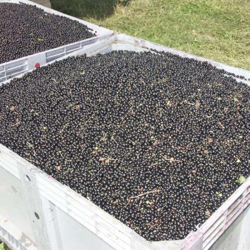 JOANNA-4 Standard Half-Row Berry Harvester  buy wholesale - company ООО «СелАгро» | Belarus