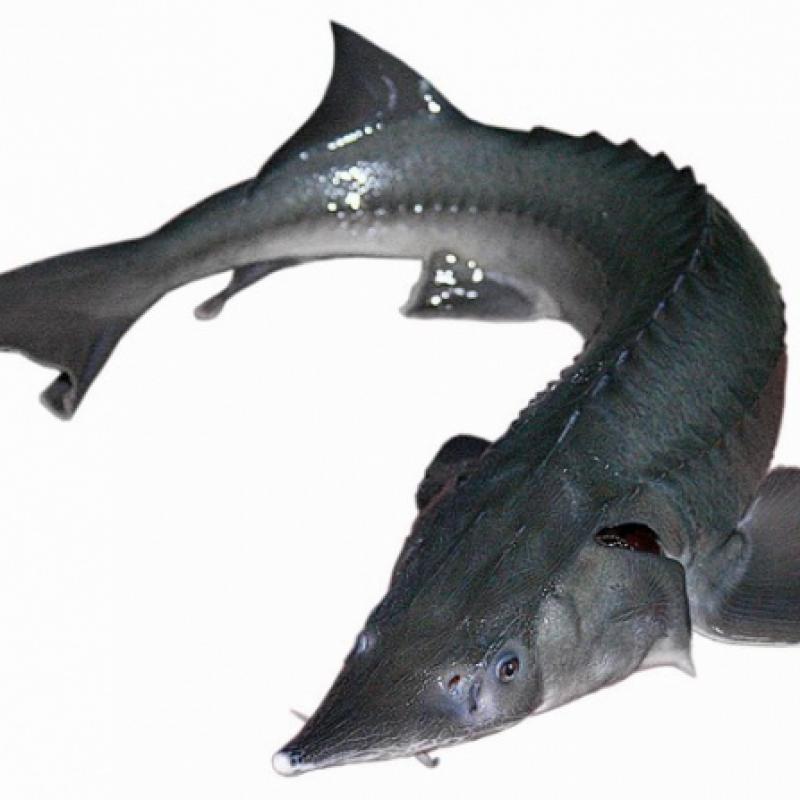 Fresh Sterlet Fish buy wholesale - company ТОО АПК «Волынский» | Kazakhstan