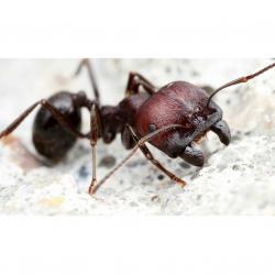 Harvester Ants buy on the wholesale