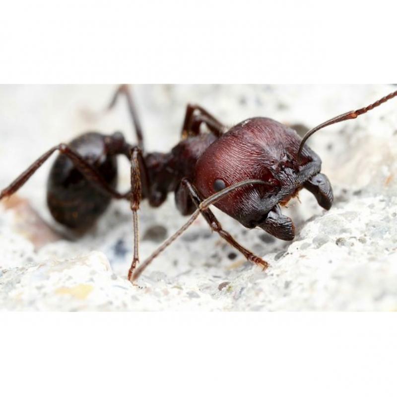 Harvester Ants buy wholesale - company Компания 
