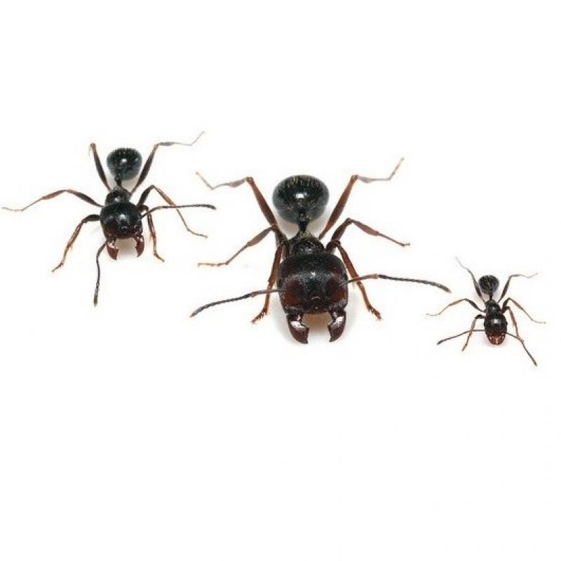 Harvester Ants buy wholesale - company Компания 