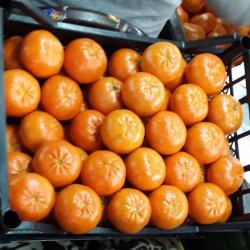 W. Murcott Mandarins buy on the wholesale
