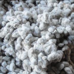 Cotton Seeds buy on the wholesale