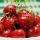 Fresh Cherry  buy wholesale - company Vil'Star | Turkey