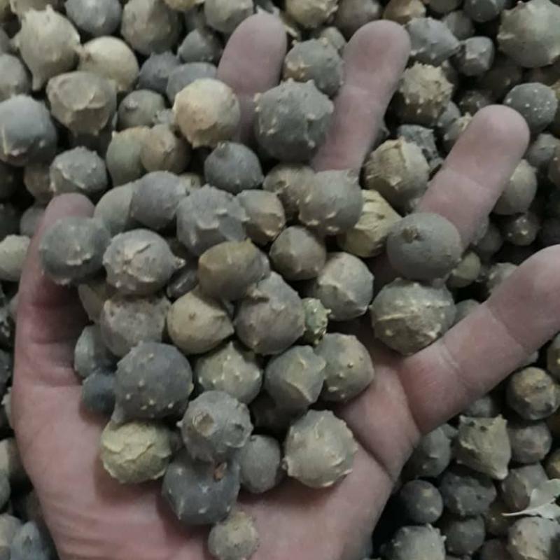 Gallnut, Oak Apple buy wholesale - company Ruby Herbal Supplies | Iran
