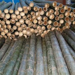 Bamboo buy on the wholesale