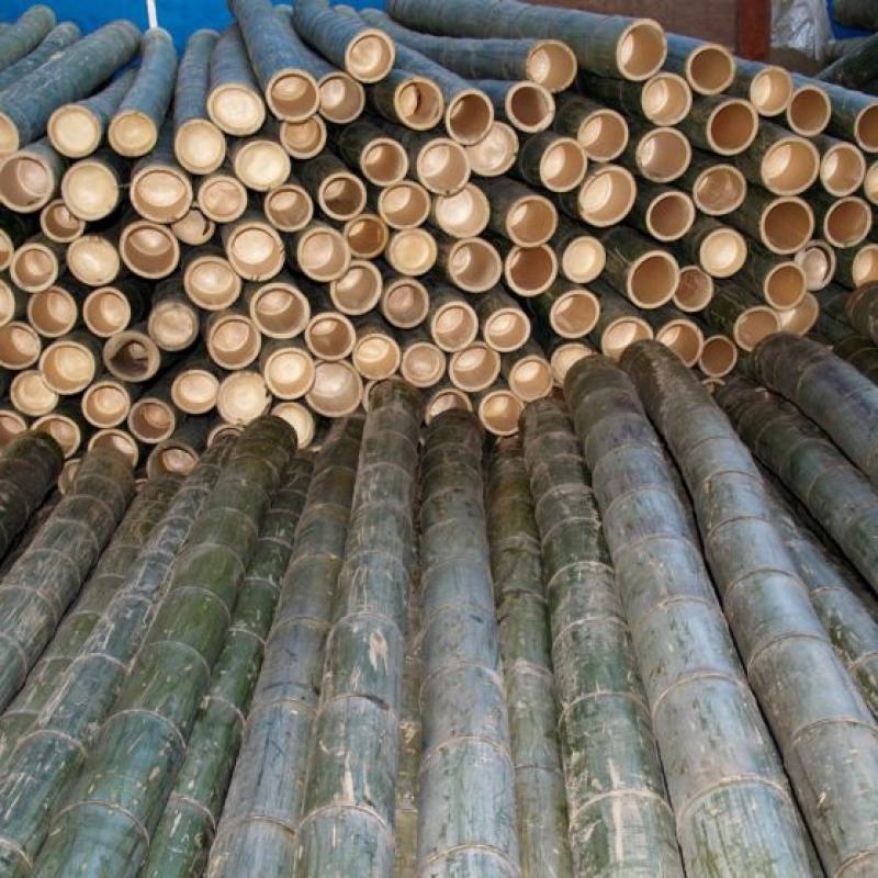 Bamboo buy wholesale - company AN PHONG IMPORT AND EXPORT co., ltd | Vietnam