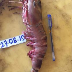 Fresh Chilled Sea Tiger Prawns buy on the wholesale