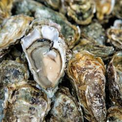 Imperial Eagle Oyster buy on the wholesale