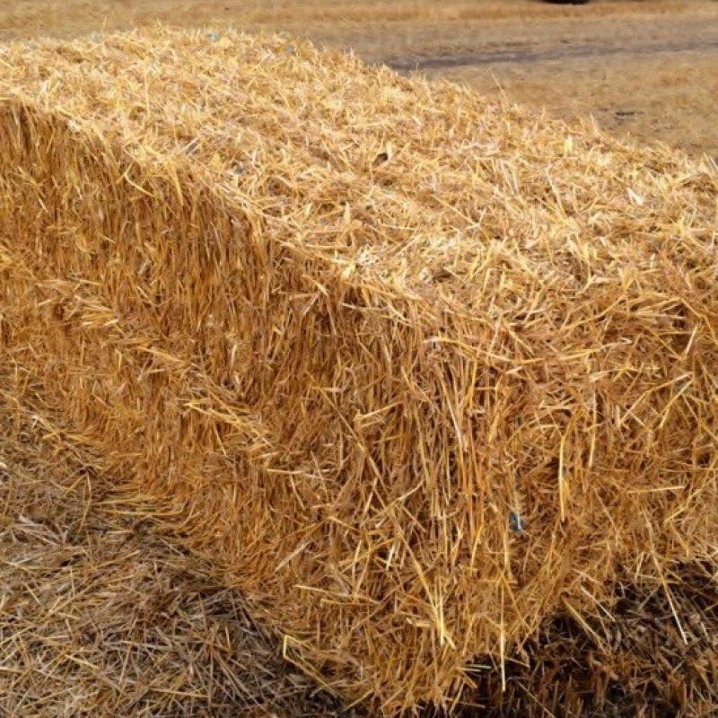 Пшеничная солома купить оптом - компания АгроМир-Сидс | Россия